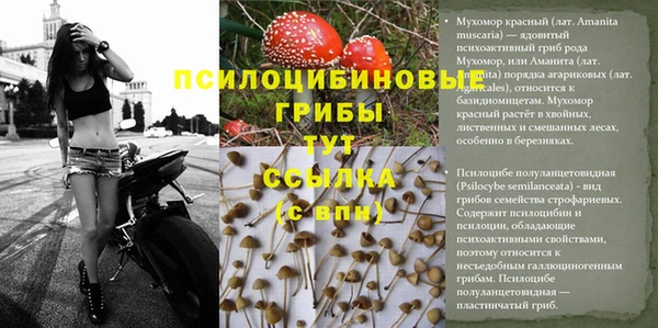 хмурый Абаза
